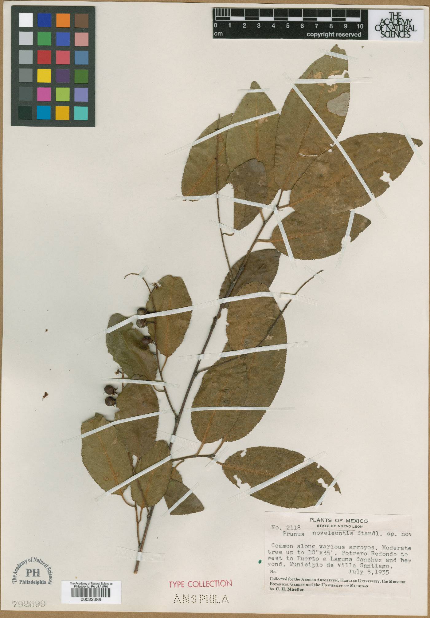 Prunus novoleontis image