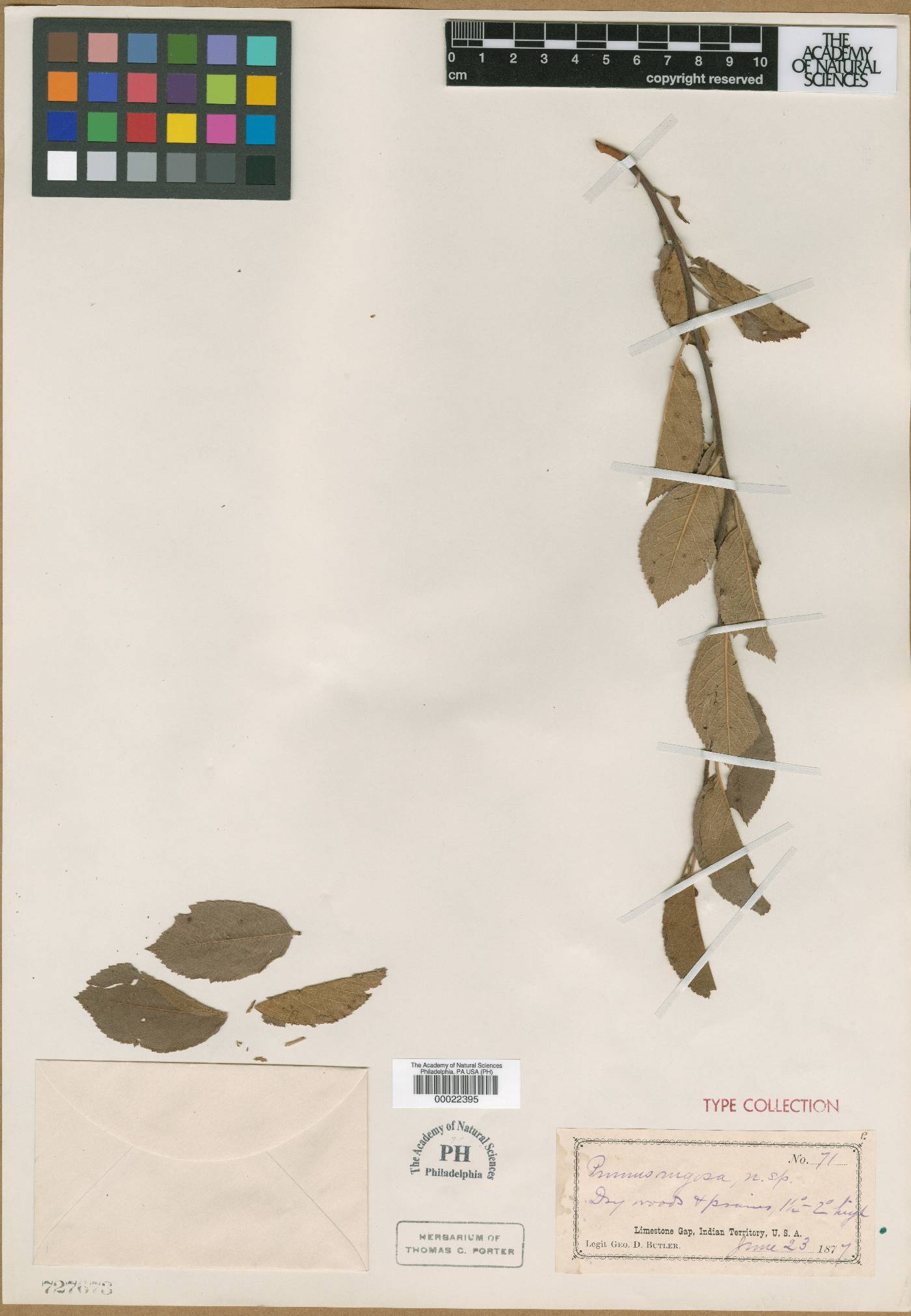 Prunus brittoniana image