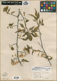 Prunus tarda image