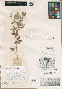 Image of Psoralea incana
