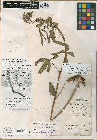 Image of Psoralea palmata