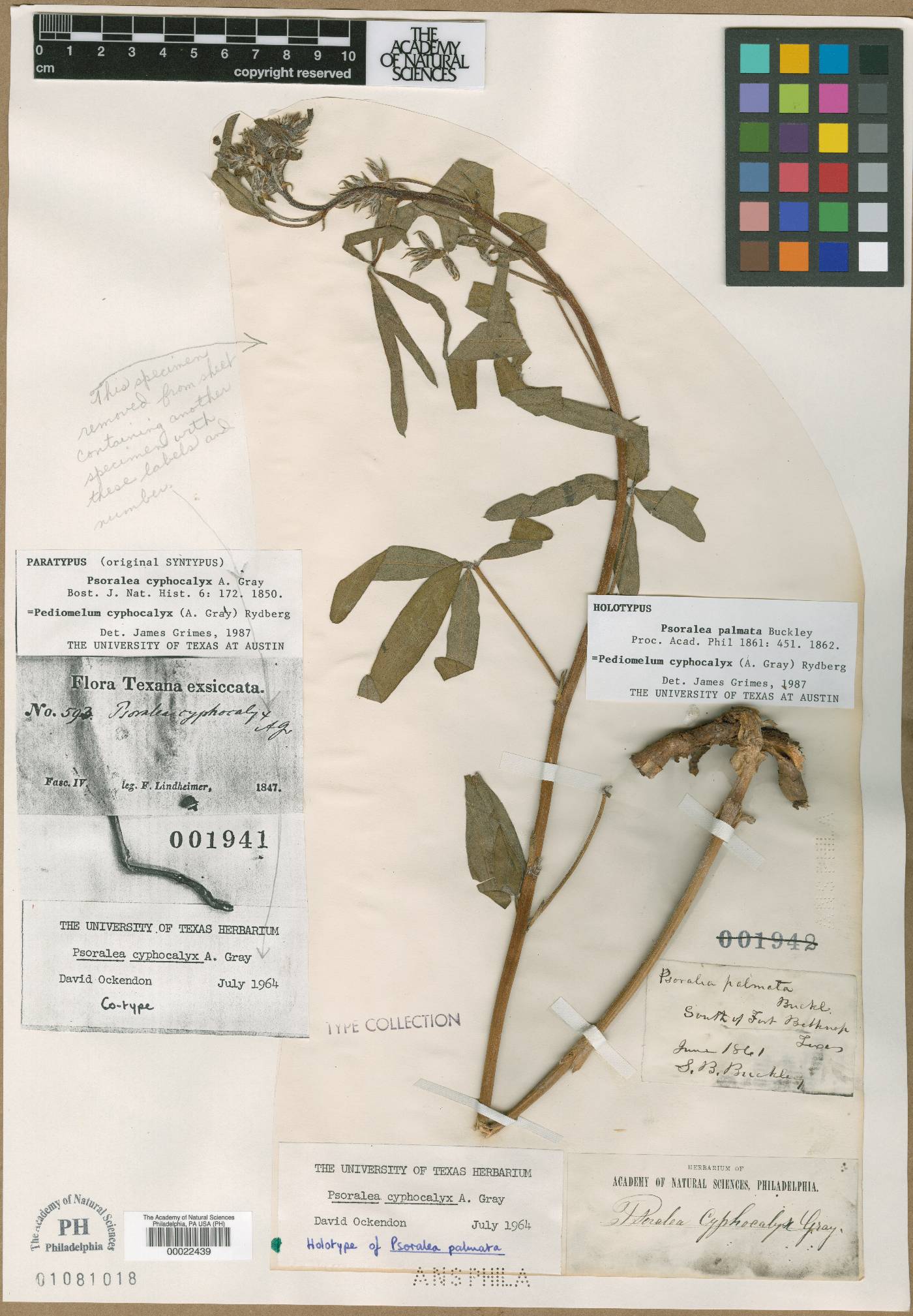 Psoralea palmata image