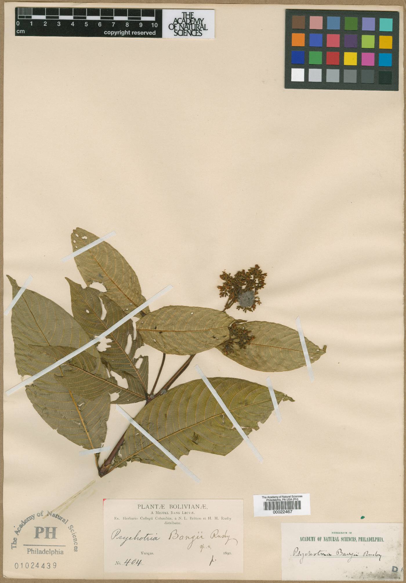 Psychotria bangii image