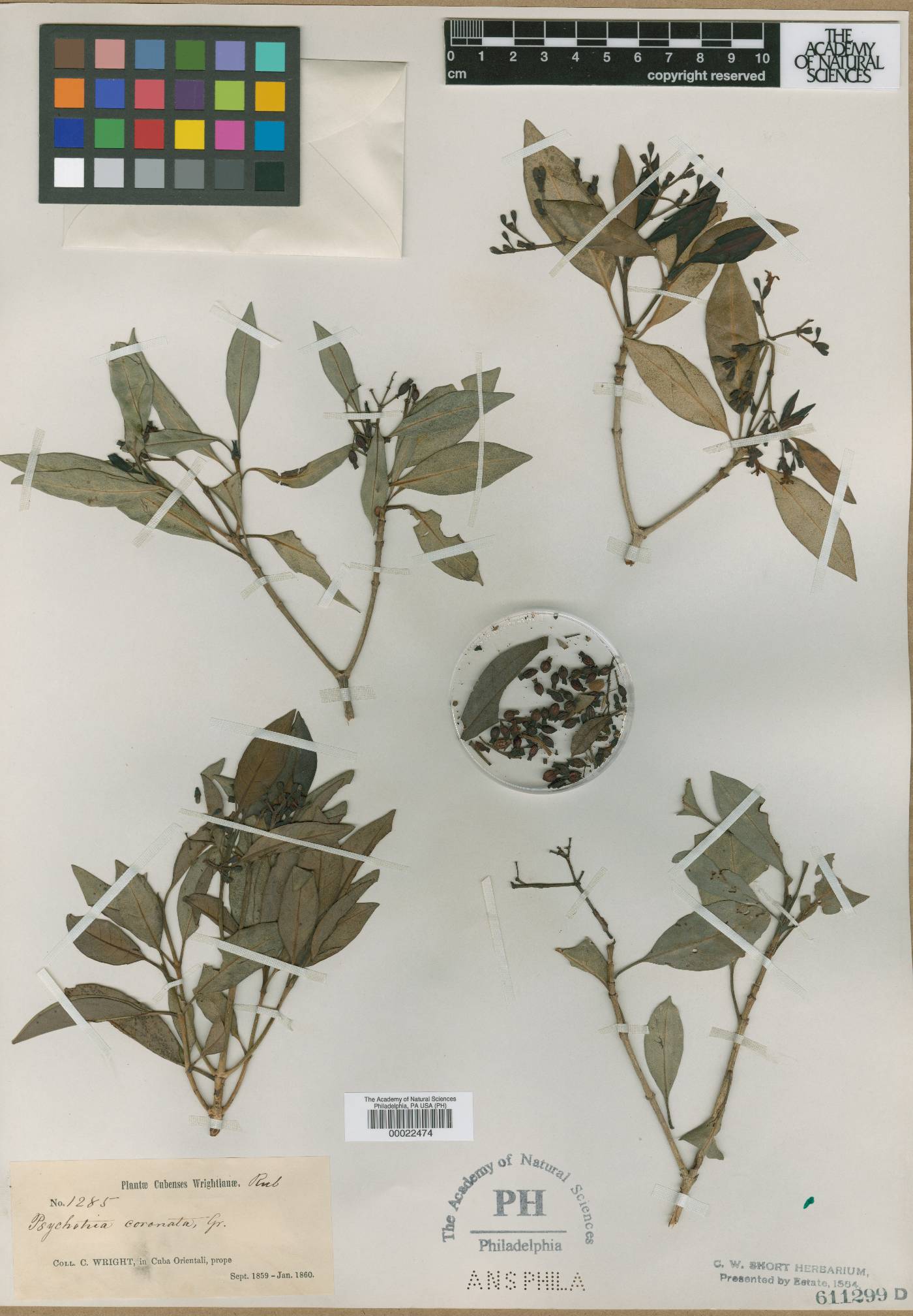 Psychotria coronata image