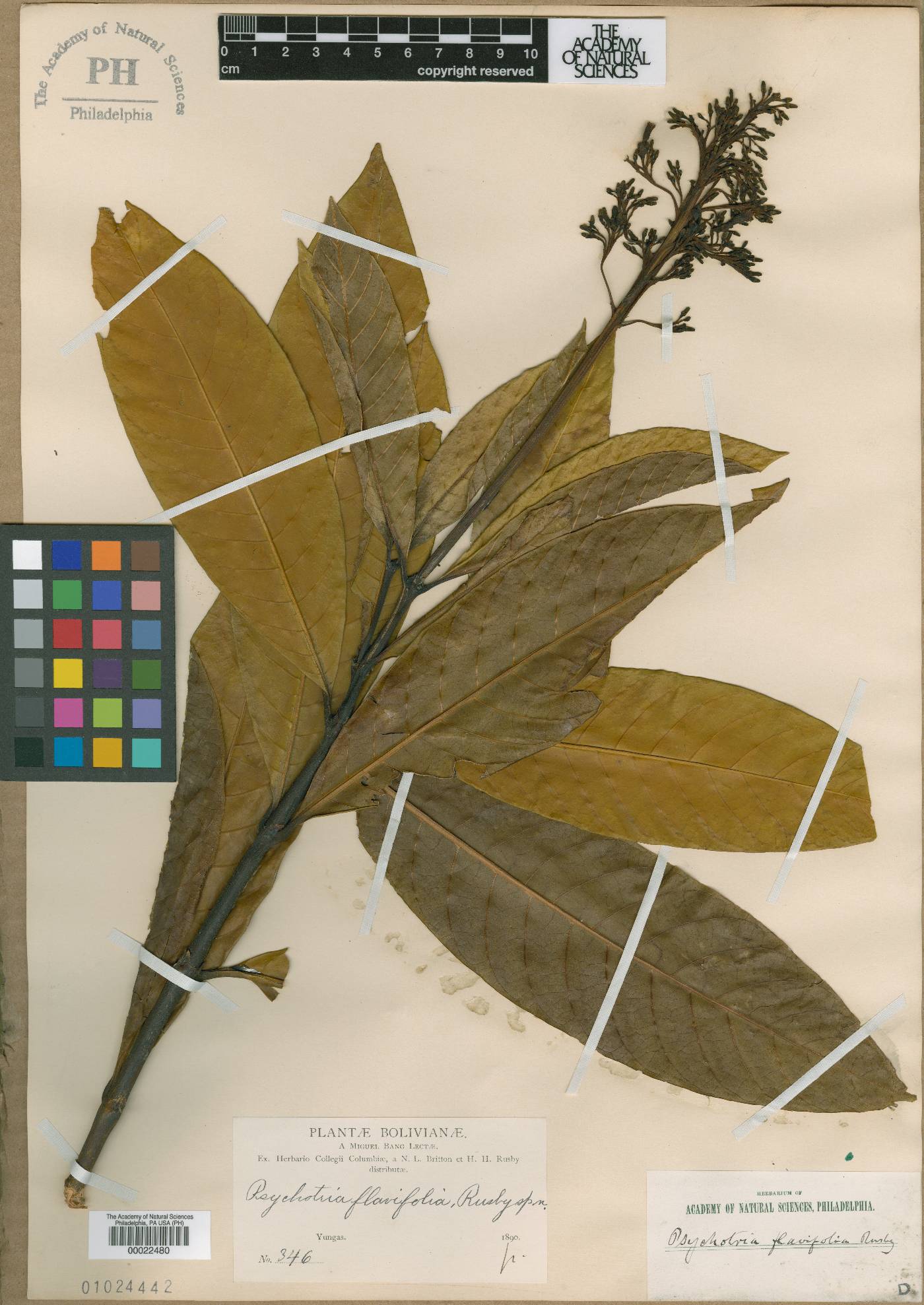 Palicourea flavifolia image