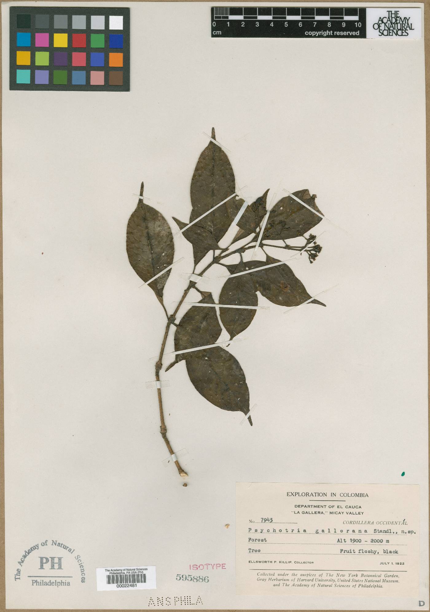 Psychotria gallerana image