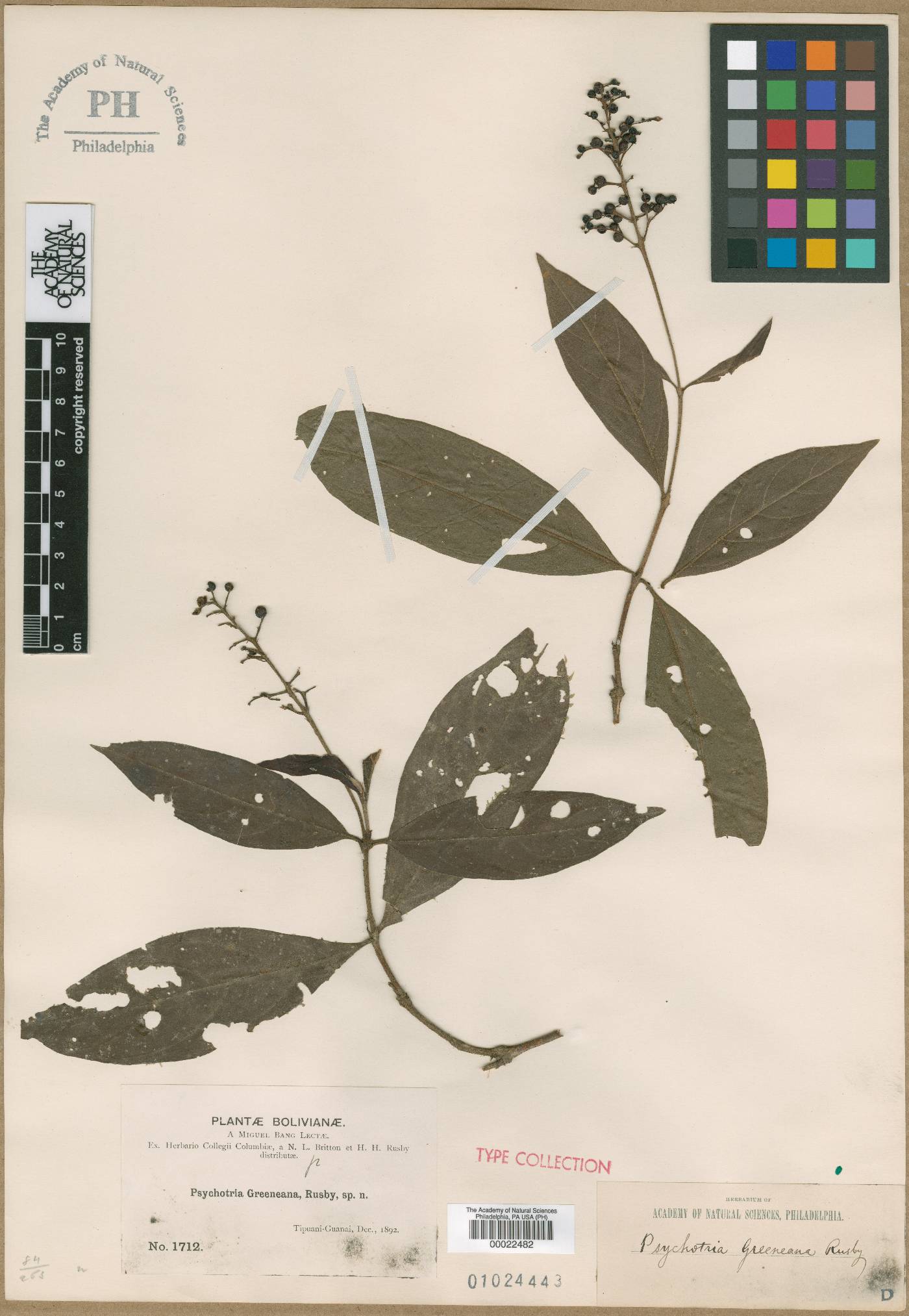 Psychotria greeneana image