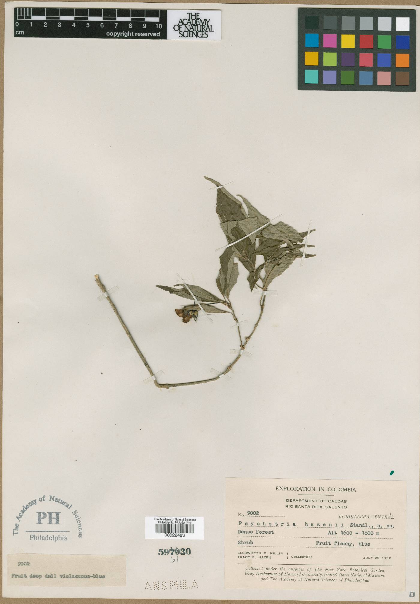 Palicourea hazenii image