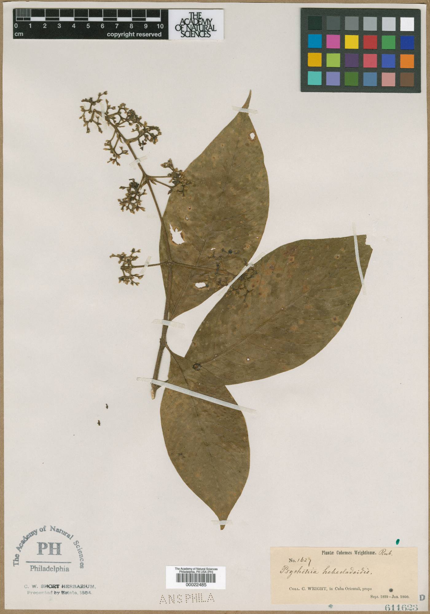 Palicourea berteroana image