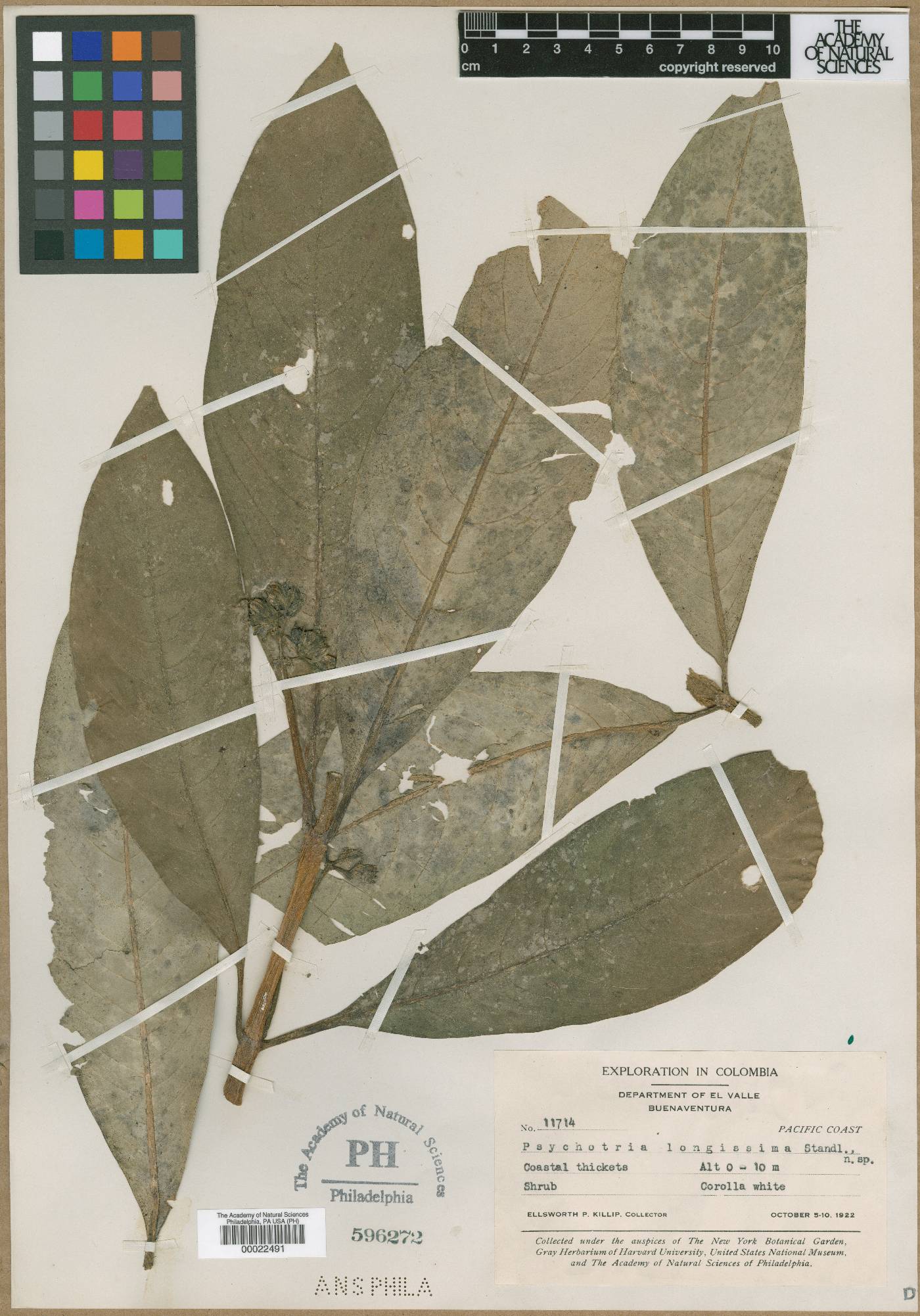Psychotria longissima image