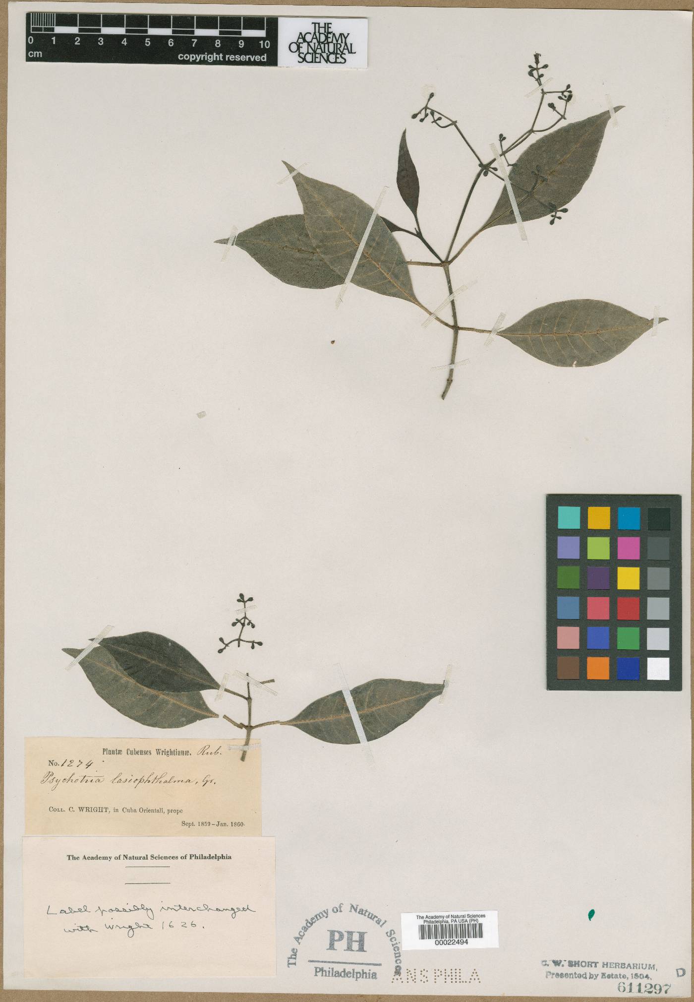 Psychotria lasiophthalma image