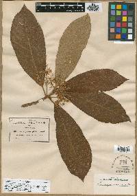 Saurauia pringlei image