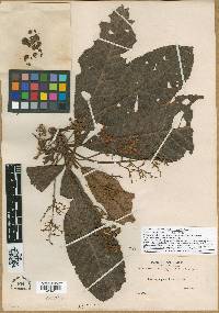 Saurauia peruviana image