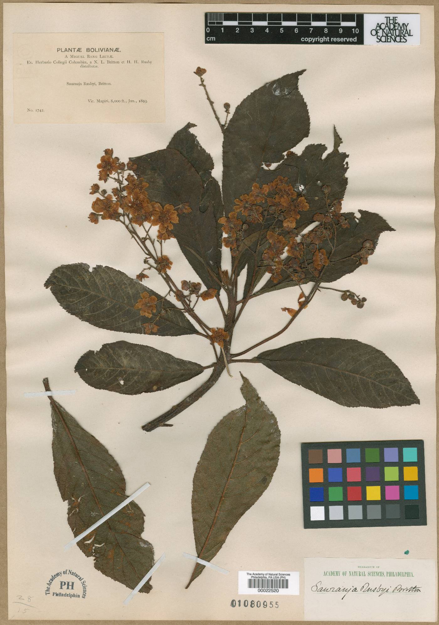 Saurauia rusbyi image