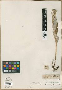 Image of Saussurea foliosa