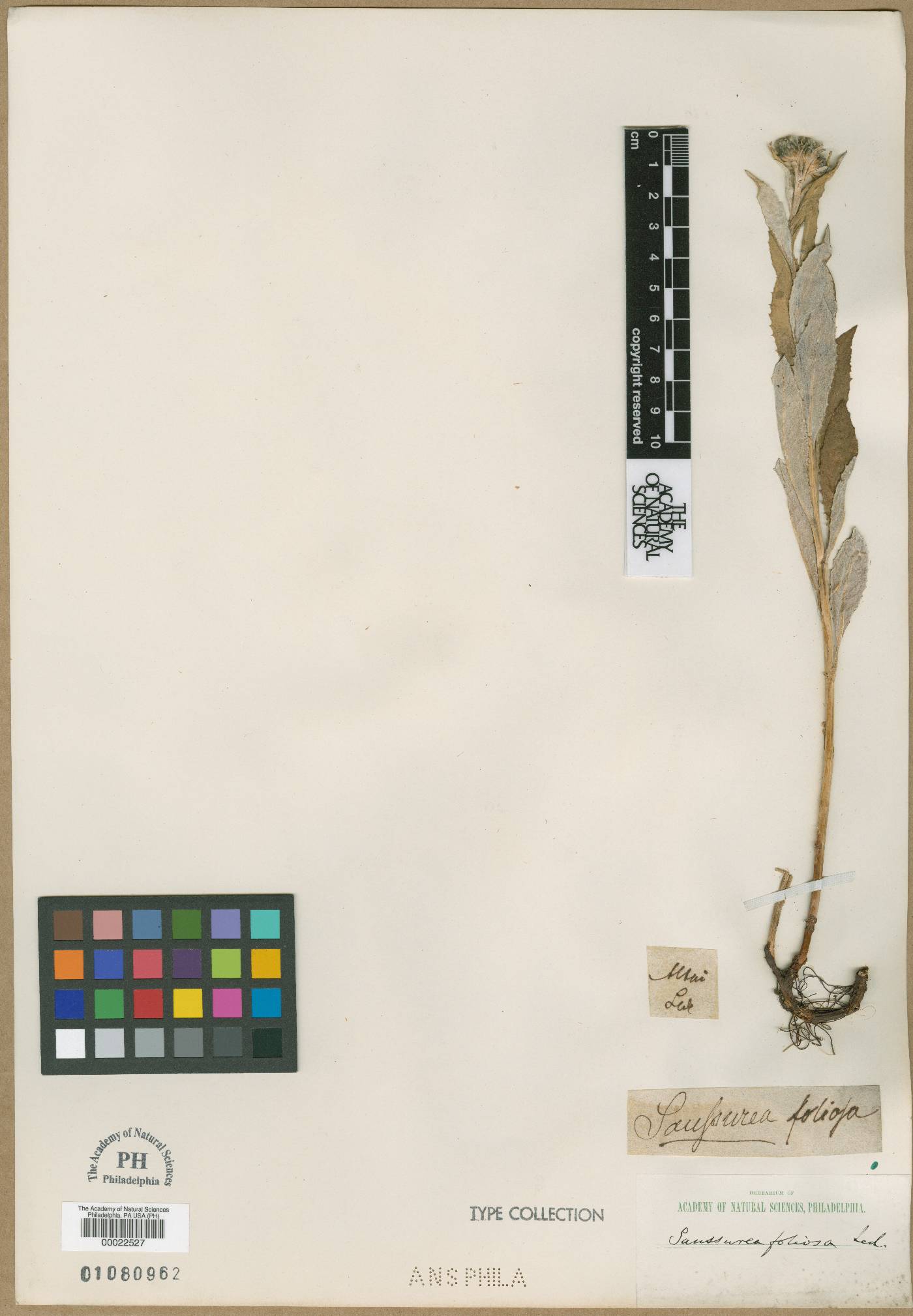 Saussurea foliosa image