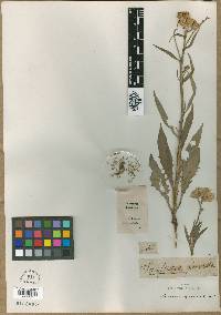 Image of Saussurea glomerata