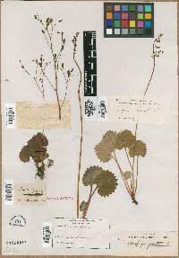 Saxifraga denudata image