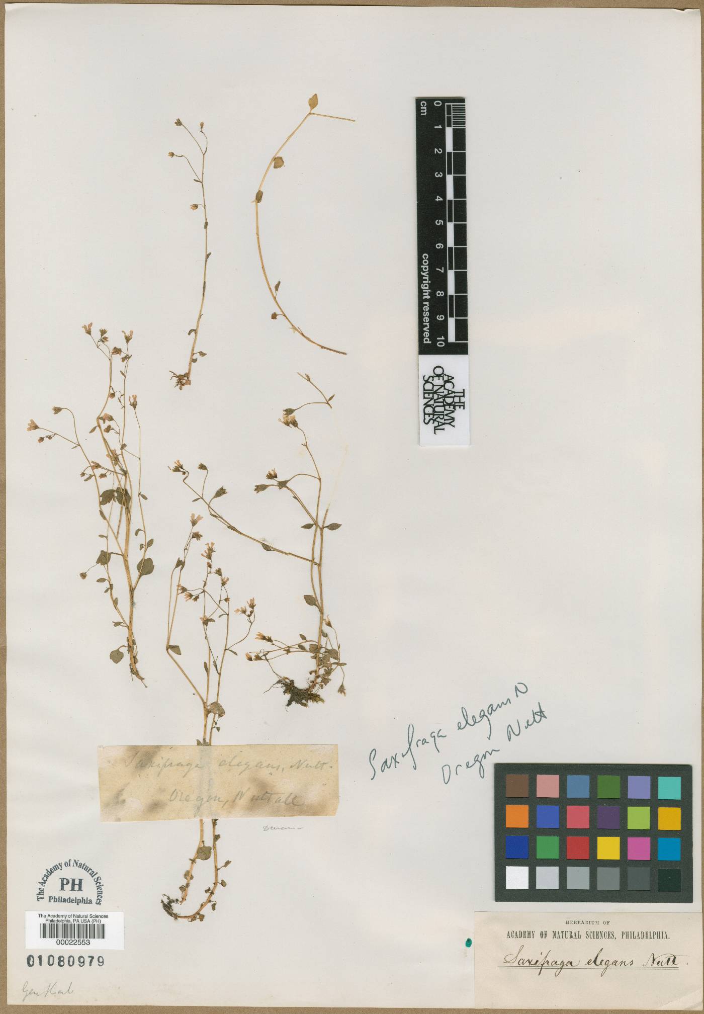 Saxifraga hirsuta image