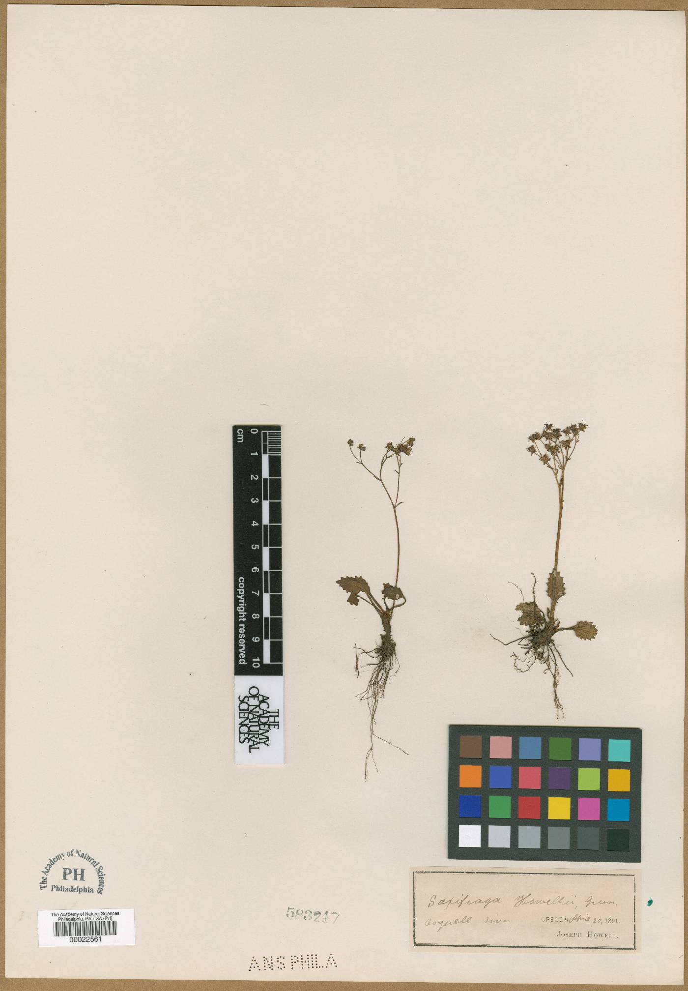 Saxifraga howellii image