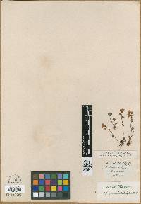 Saxifraga odontophylla image