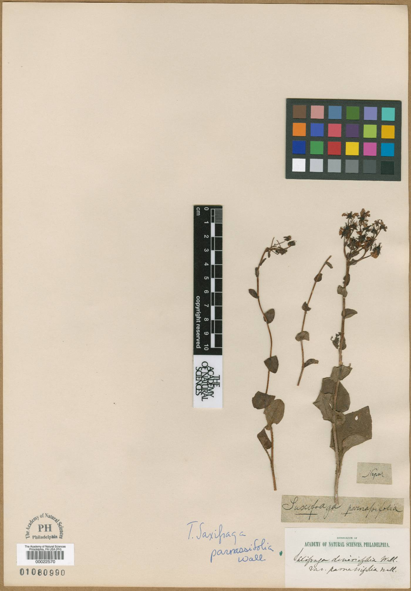 Saxifraga parnassifolia image