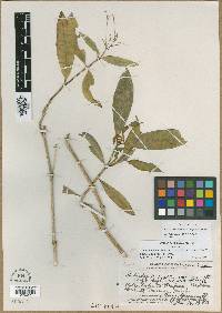 Schiedea nuttallii var. pauciflora image