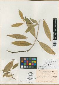 Schiedea nuttallii var. pauciflora image