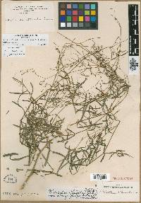 Schiedea stellarioides var. longifolia image