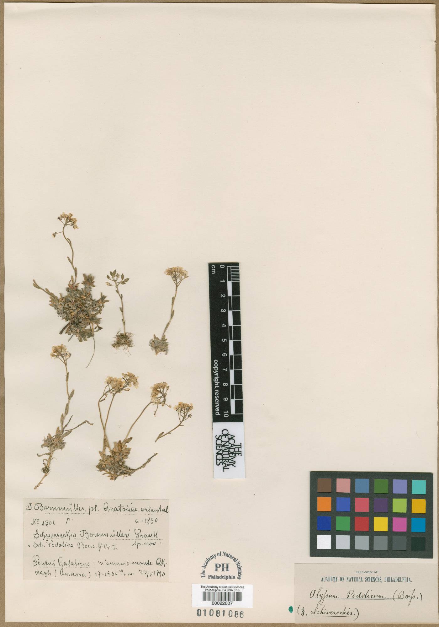 Draba doerfleri image