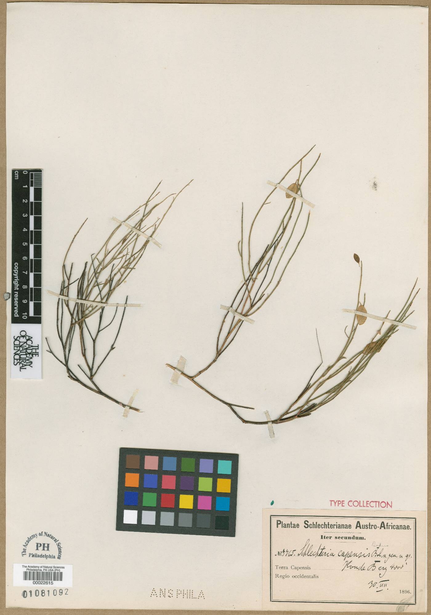 Heliophila monosperma image