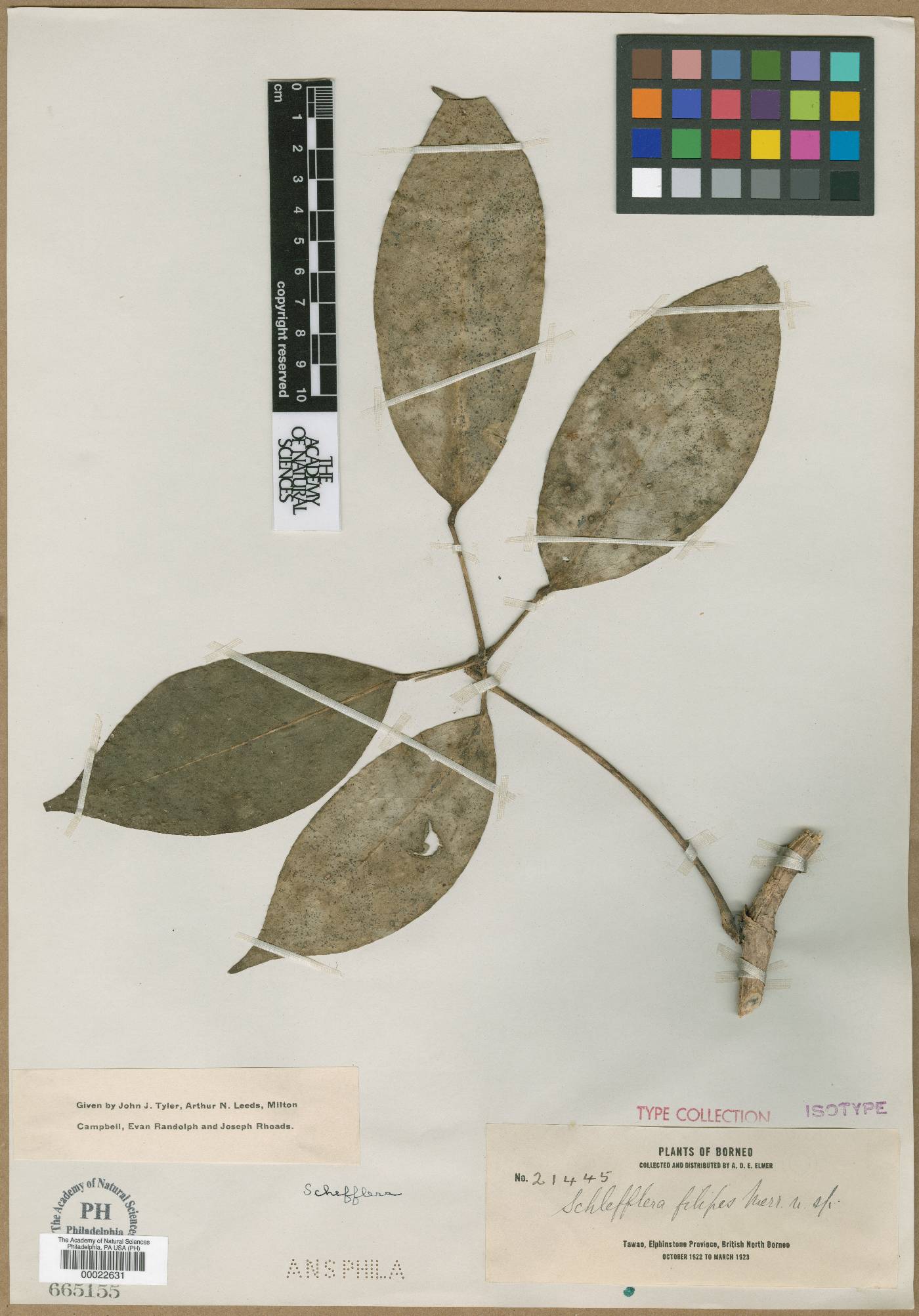 Schefflera filipes image