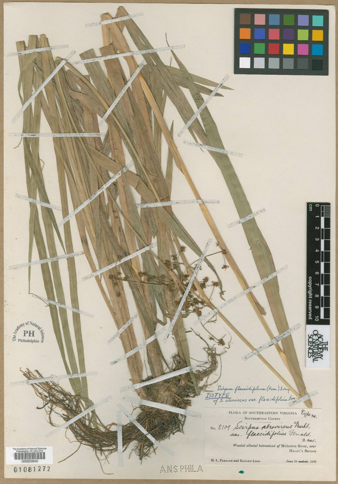 Scirpus atrovirens var. flaccidifolius image