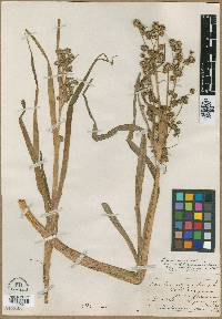 Scirpus microcarpus image