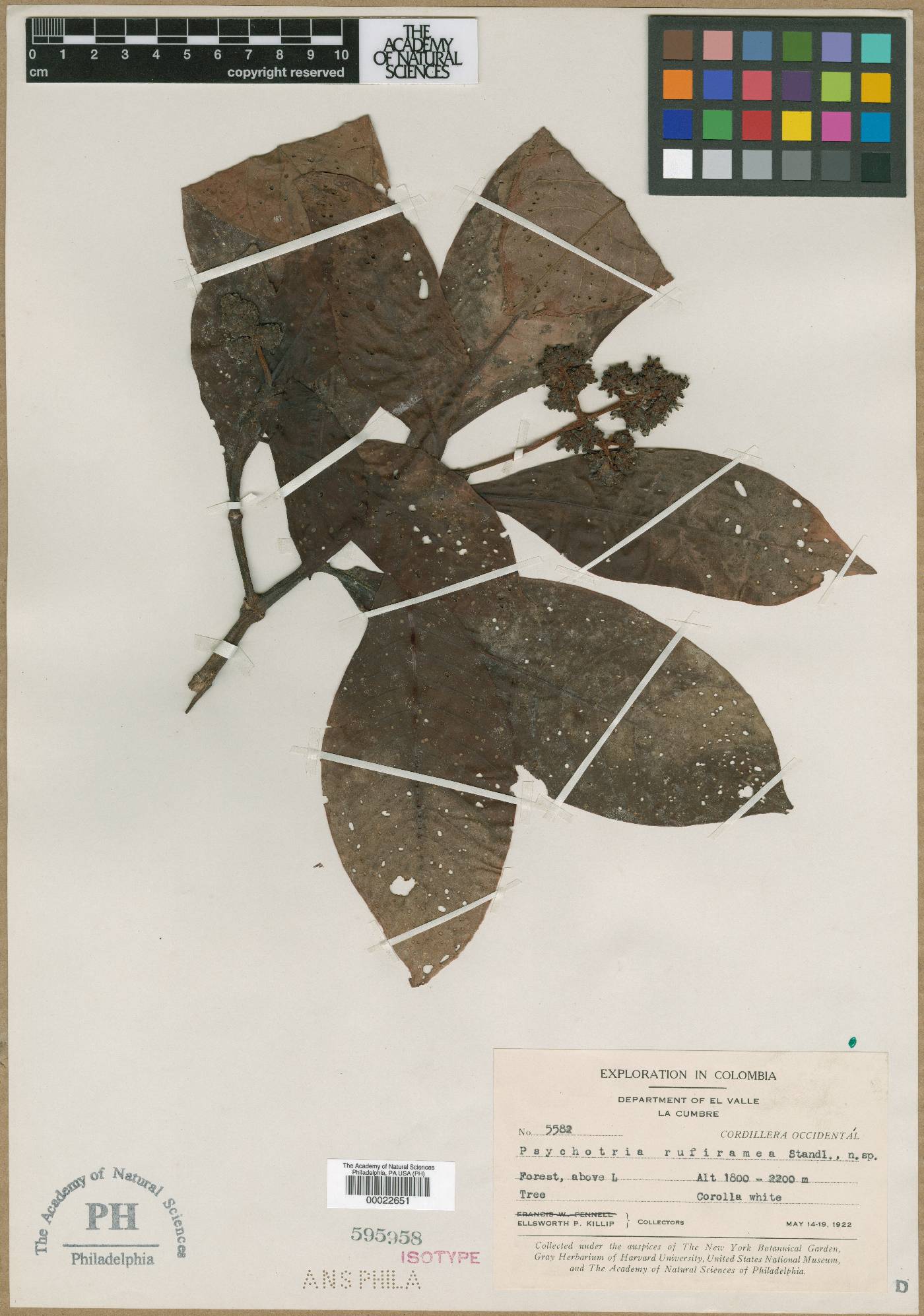 Psychotria rufiramea image