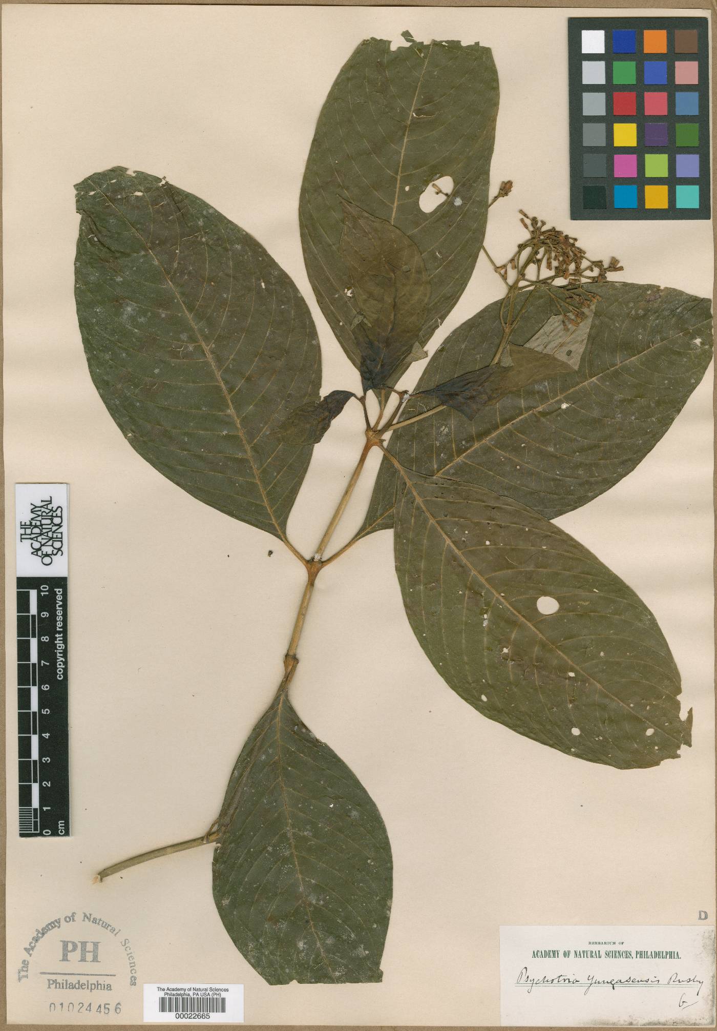 Palicourea microcarpa image