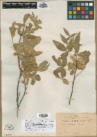 Image of Ptelea cinnamomea