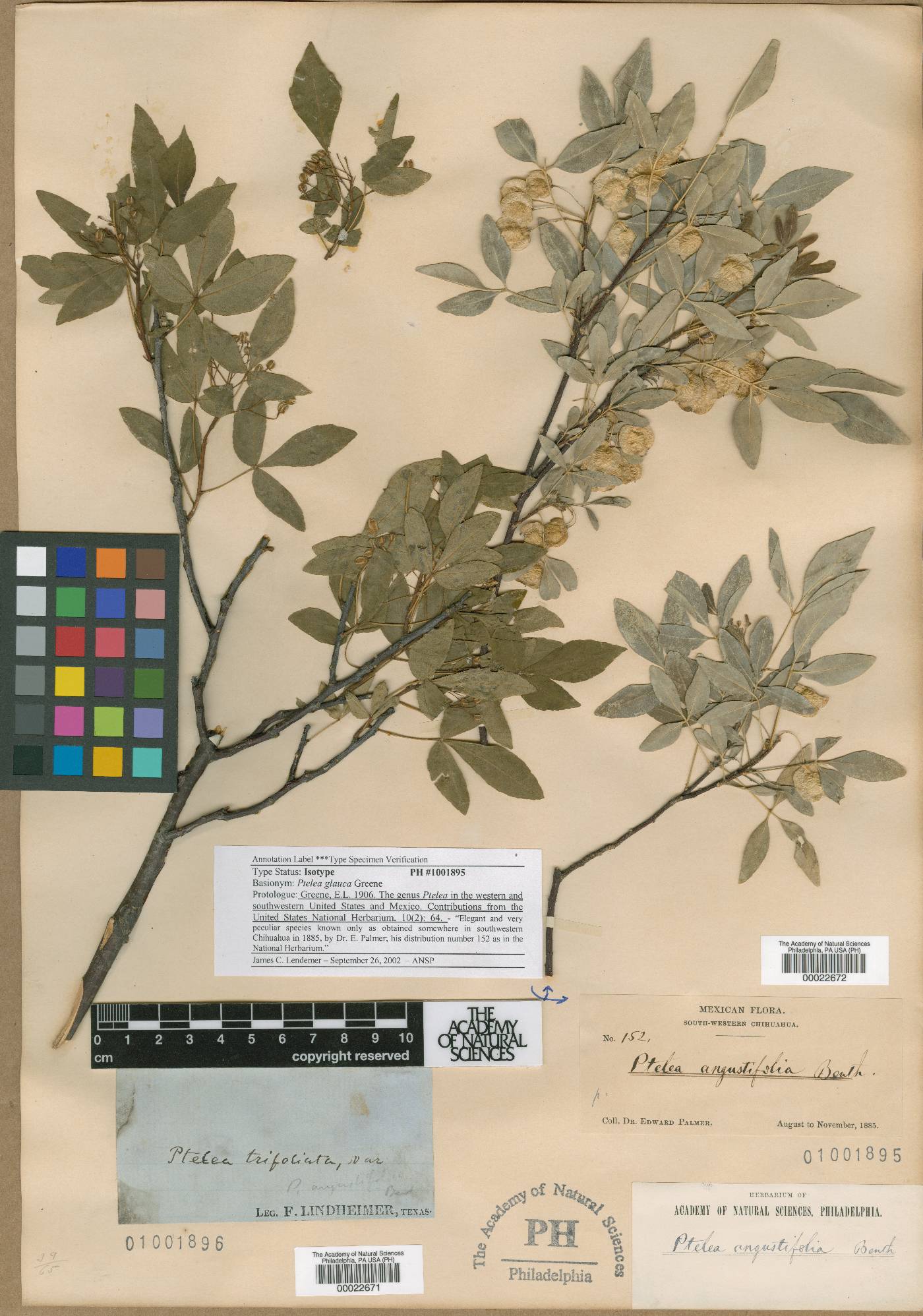 Ptelea glauca image