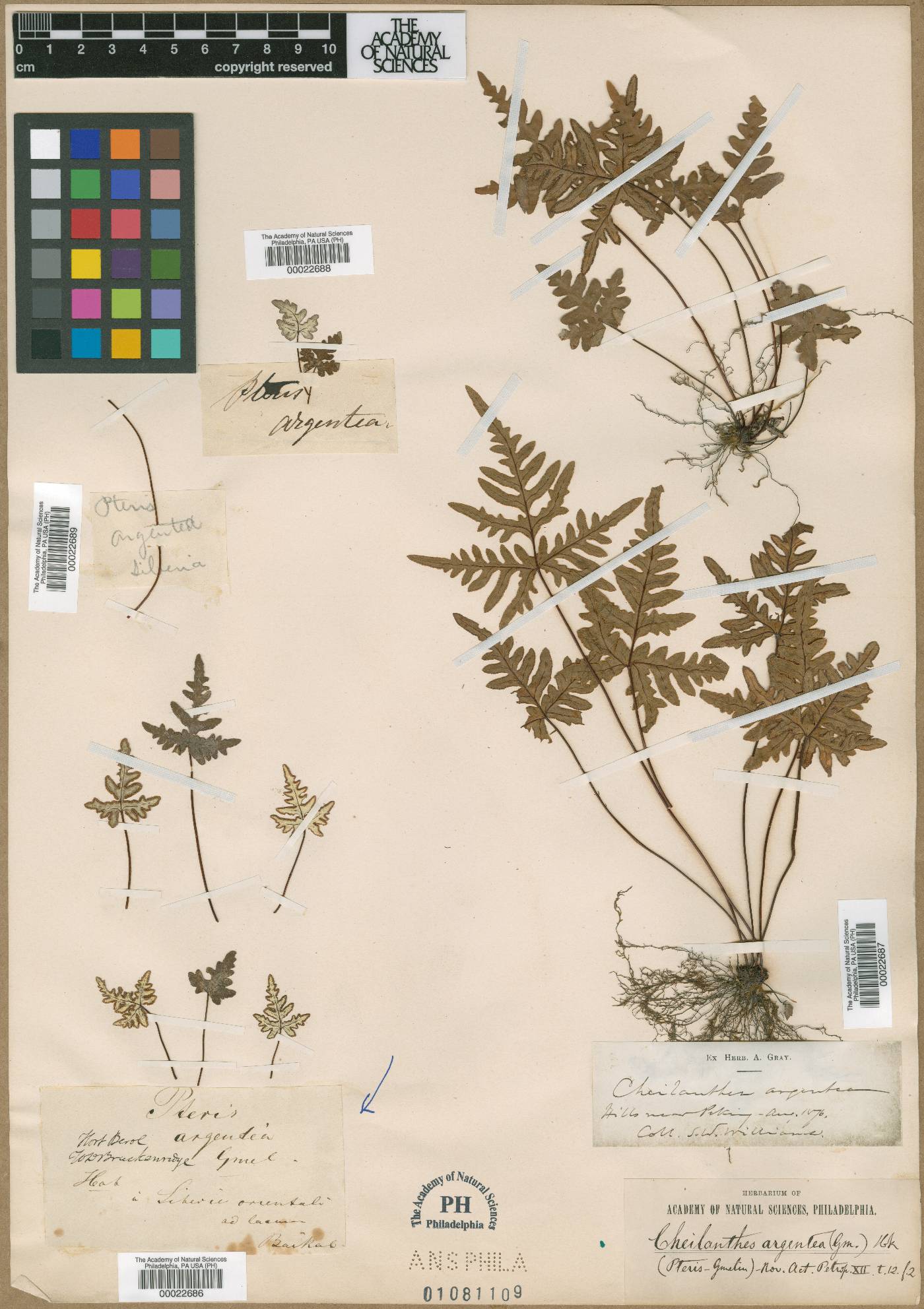 Pteris argentea image