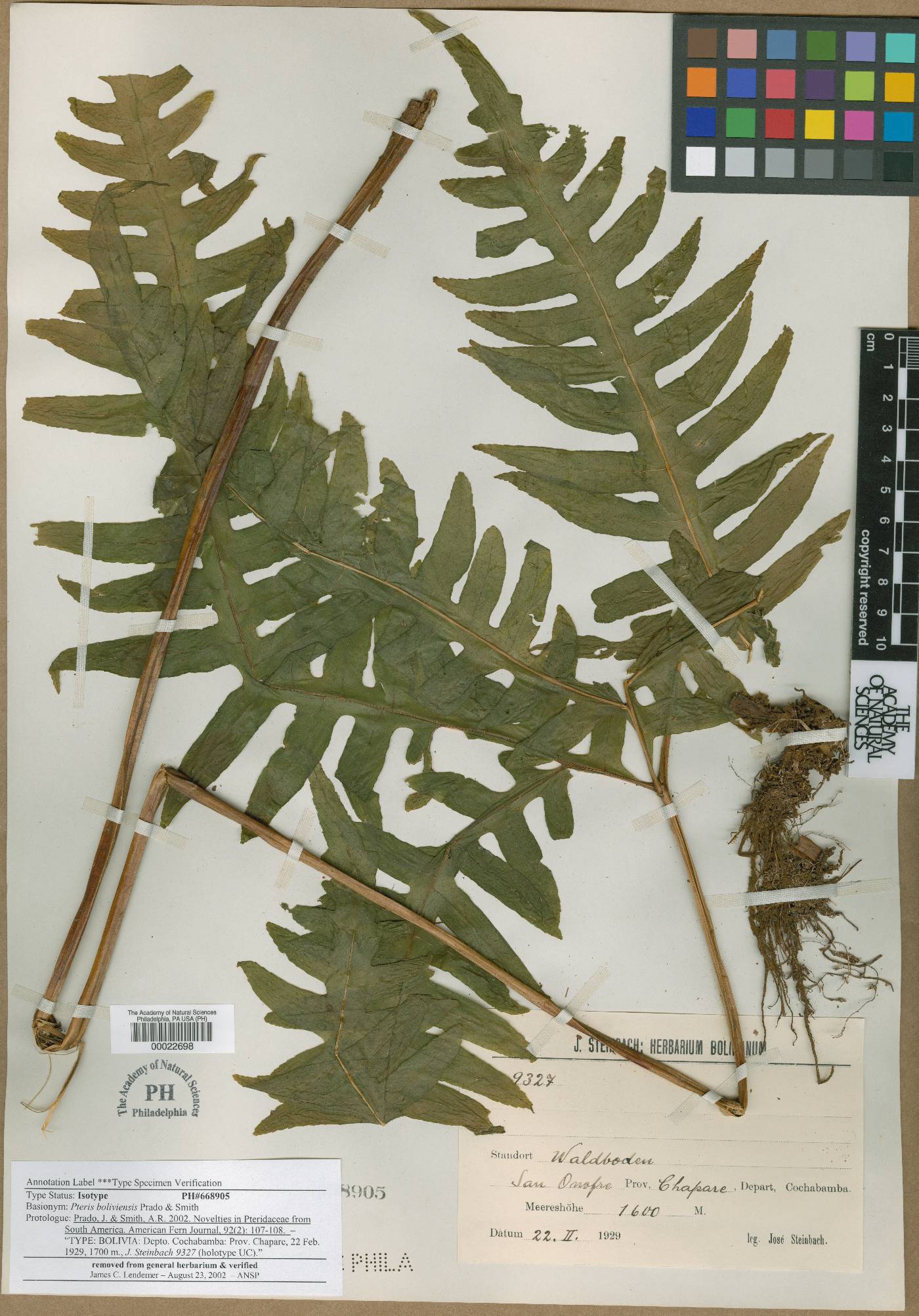 Pteris boliviensis image