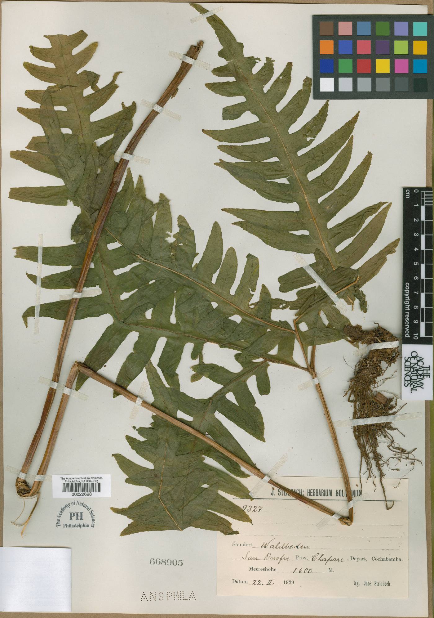 Pteris boliviensis image