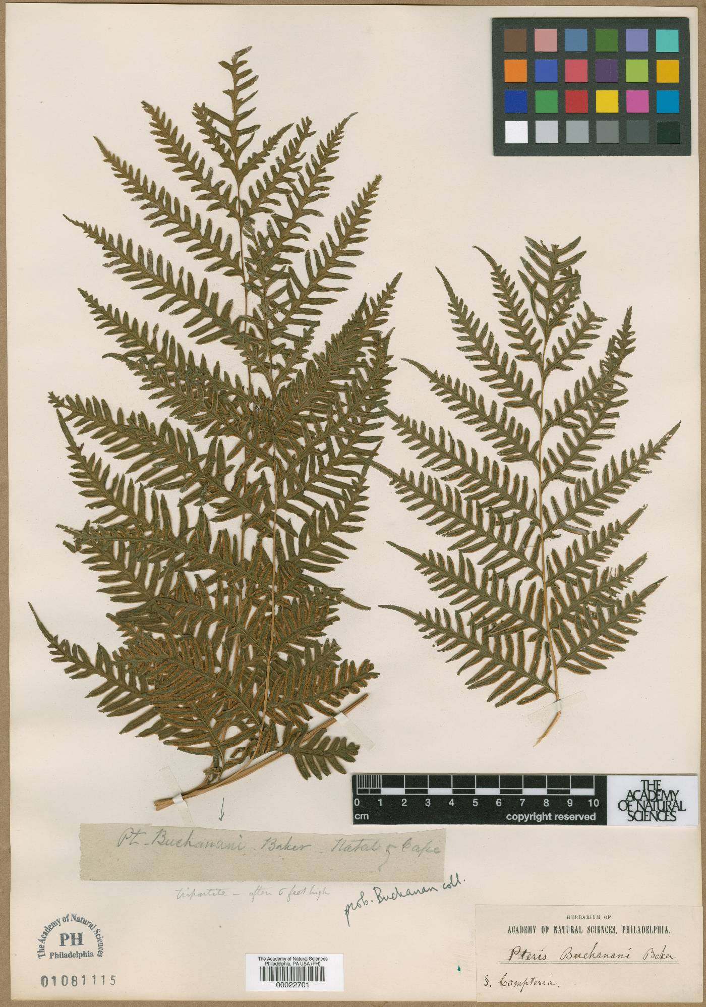 Pteris buchananii image