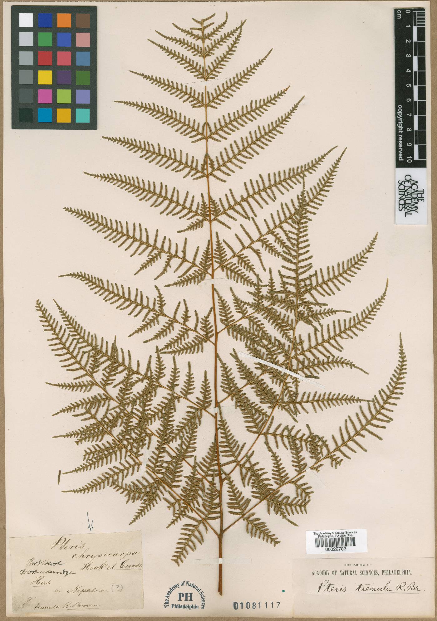 Pteris chrysocarpa image