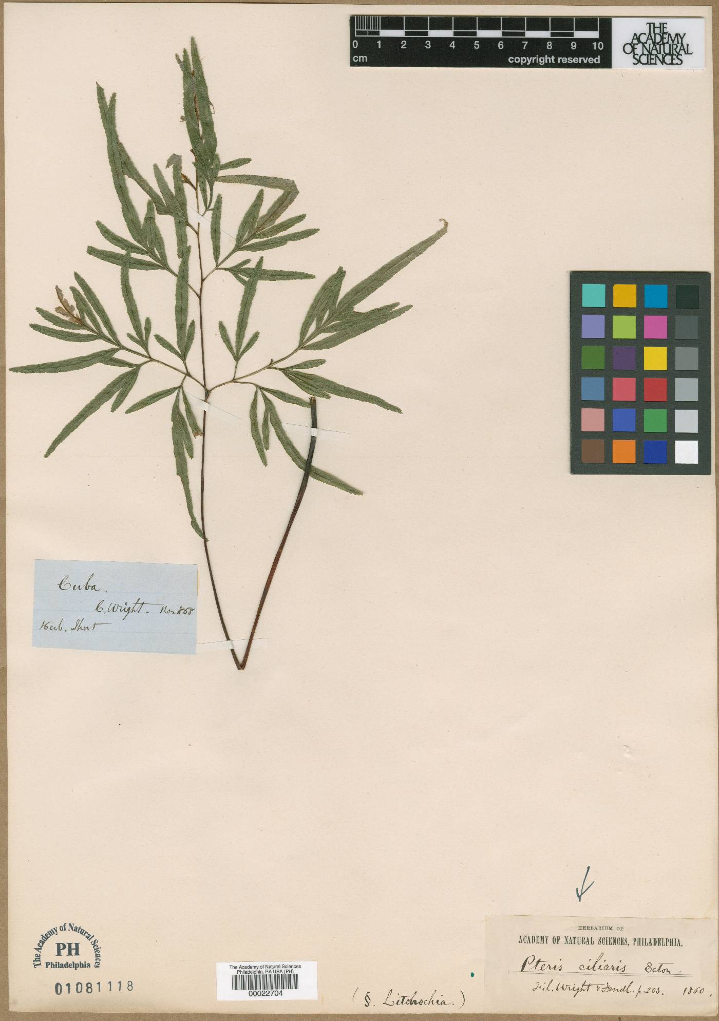 Pteris ciliaris image