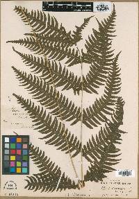 Pteris decurrens image