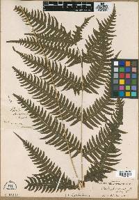 Pteris decurrens image