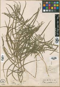 Pteris serrulata image