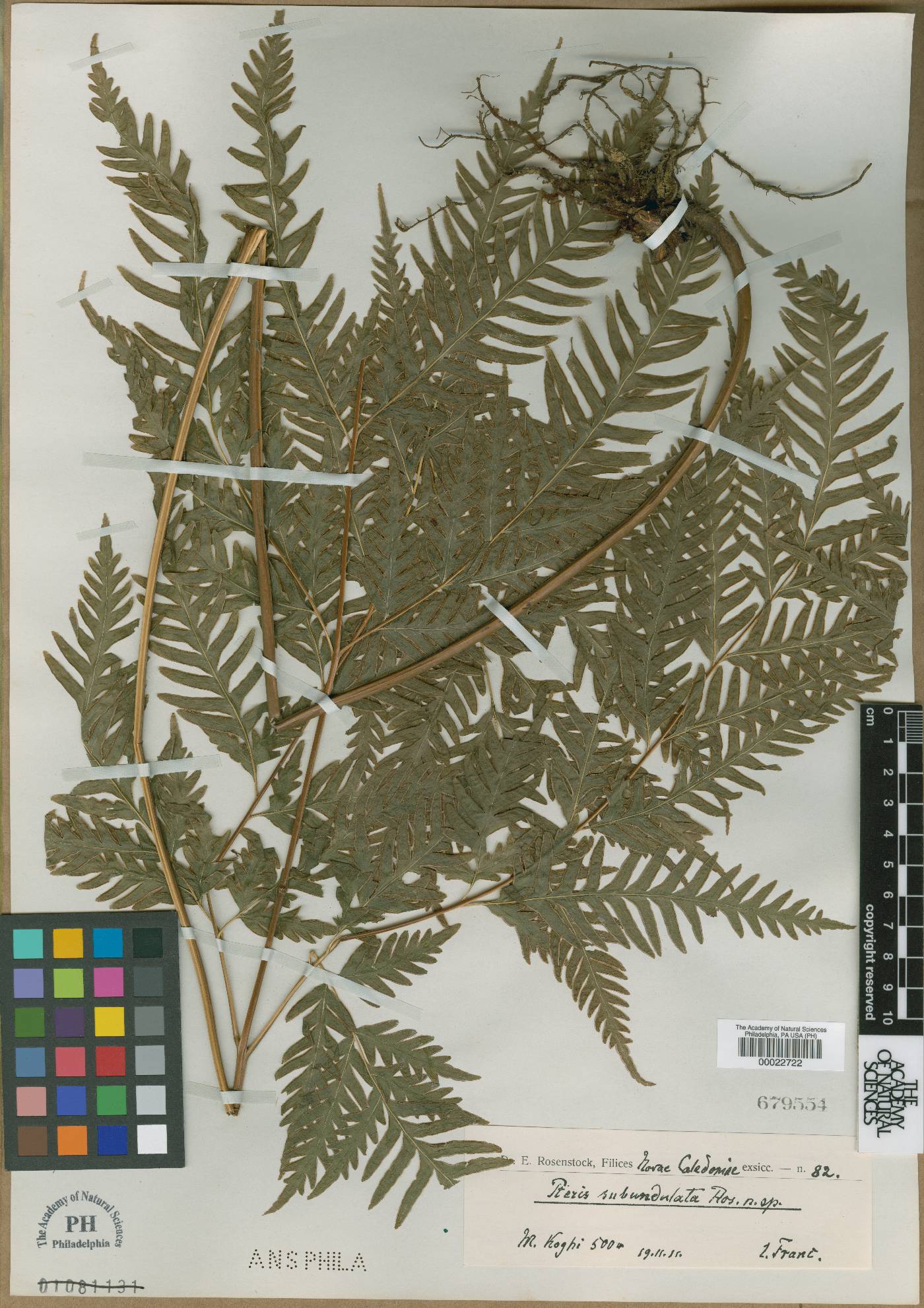 Pteris laevis image