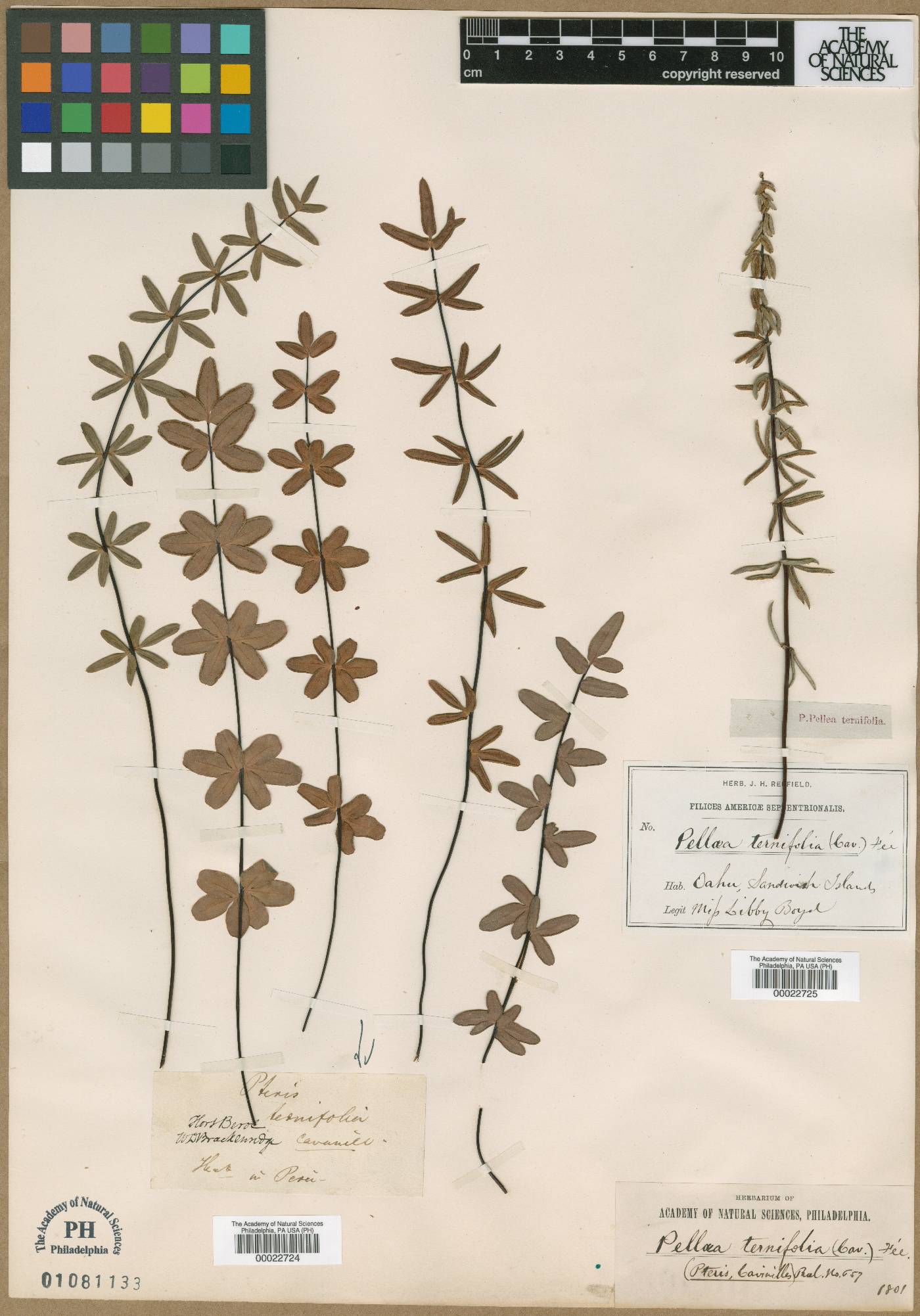 Pellaea ternifolia subsp. ternifolia image