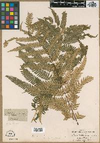 Pteris umbrosa image